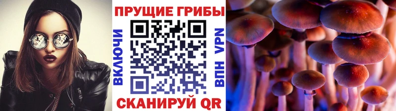 Галлюциногенные грибы MAGIC MUSHROOMS  где купить   Валдай 